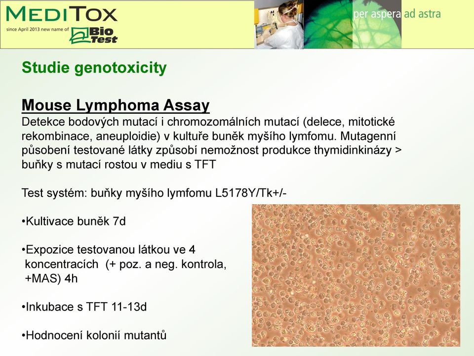 Mutagenní působení testované látky způsobí nemožnost produkce thymidinkinázy > buňky s mutací rostou v mediu s TFT