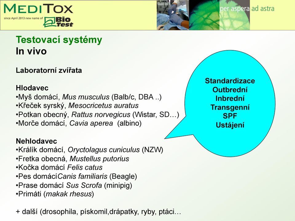 Standardizace Outbrední Inbrední Transgenní SPF Ustájení Nehlodavec Králík domácí, Oryctolagus cuniculus (NZW) Fretka obecná,