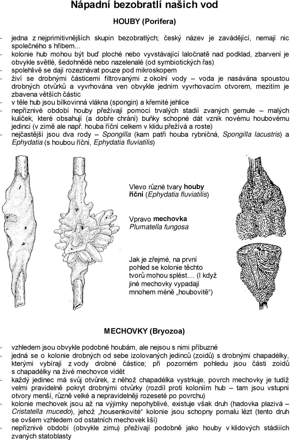 mikroskopem - živí se drobnými částicemi filtrovanými z okolní vody voda je nasávána spoustou drobných otvůrků a vyvrhována ven obvykle jedním vyvrhovacím otvorem, mezitím je zbavena větších částic -