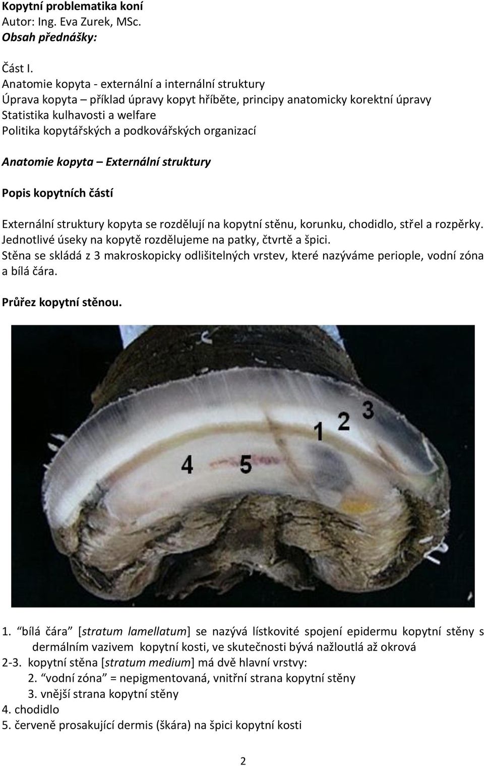 podkovářských organizací Anatomie kopyta Externální struktury Popis kopytních částí Externální struktury kopyta se rozdělují na kopytní stěnu, korunku, chodidlo, střel a rozpěrky.