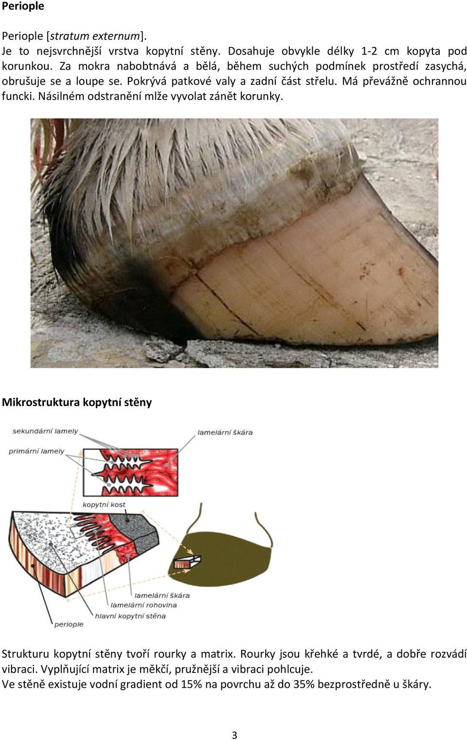 Má převážně ochrannou funcki. Násilném odstranění mlže vyvolat zánět korunky. Mikrostruktura kopytní stěny Strukturu kopytní stěny tvoří rourky a matrix.