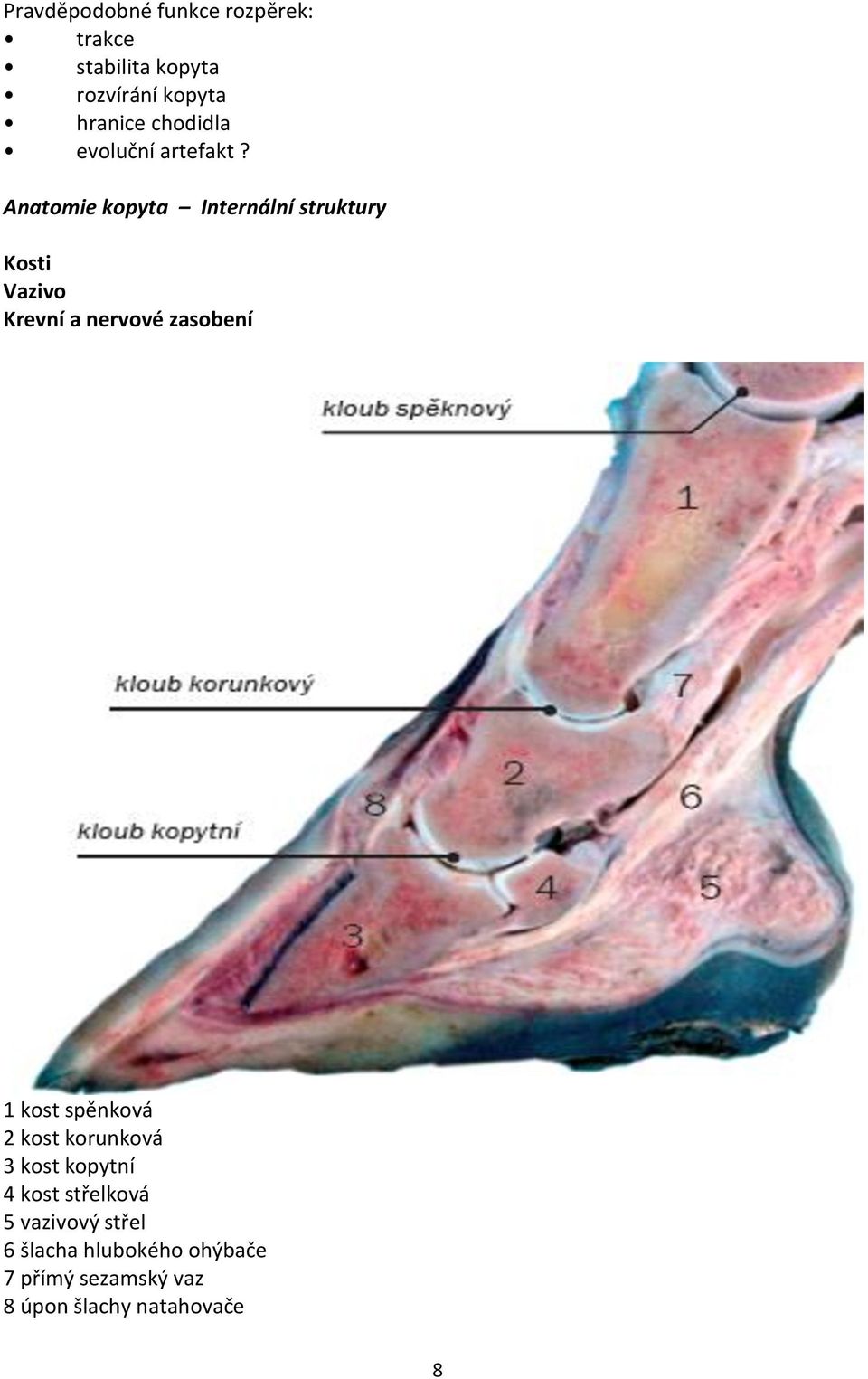 Anatomie kopyta Internální struktury Kosti Vazivo Krevní a nervové zasobení 1 kost