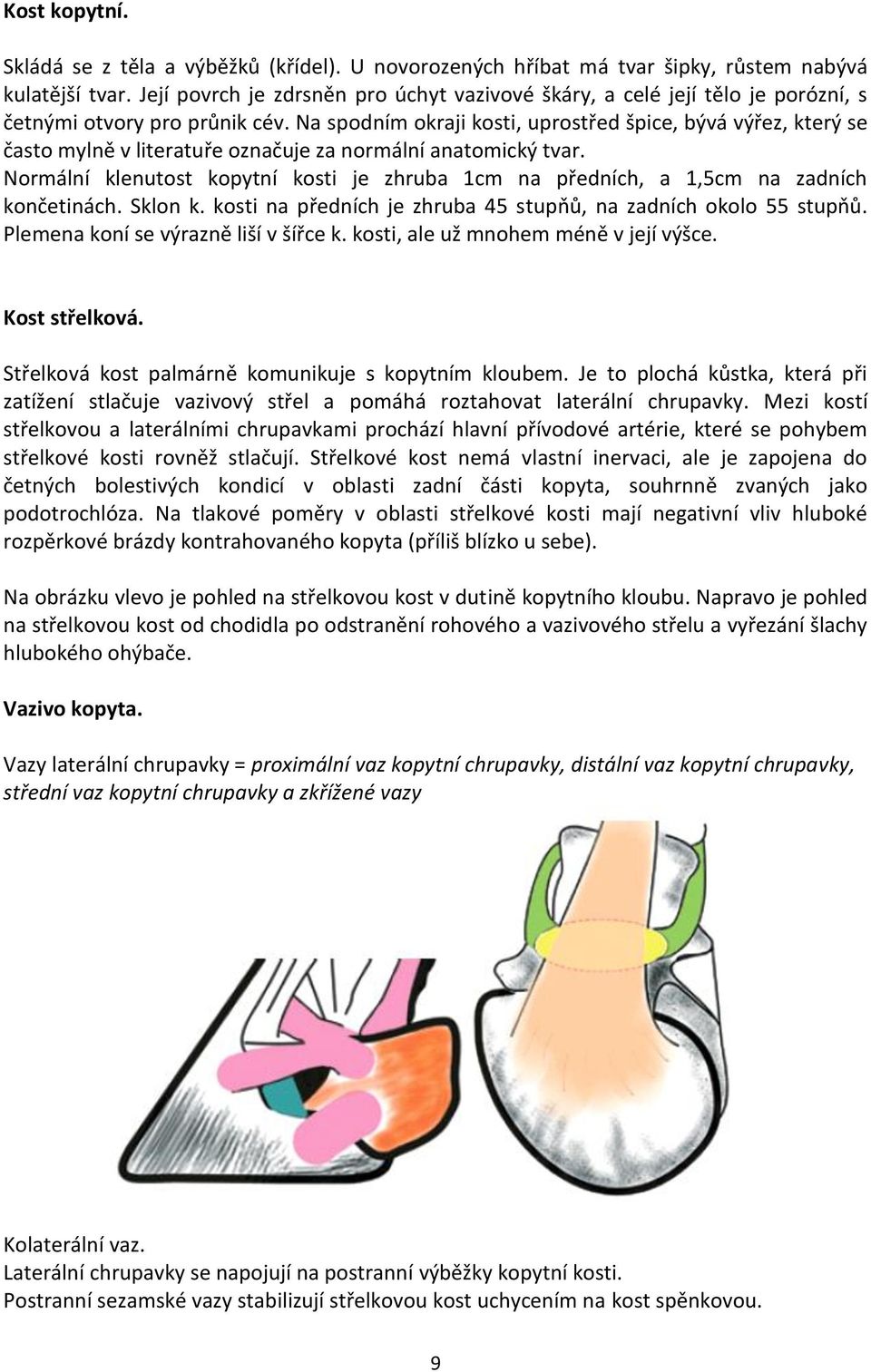 Na spodním okraji kosti, uprostřed špice, bývá výřez, který se často mylně v literatuře označuje za normální anatomický tvar.