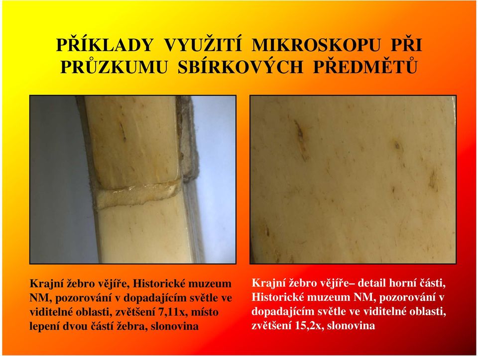 7,11x, místo lepení dvou částí žebra, slonovina Krajní žebro vějíře detail horníčásti, 
