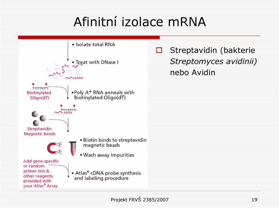 Streptomyces avidinii)