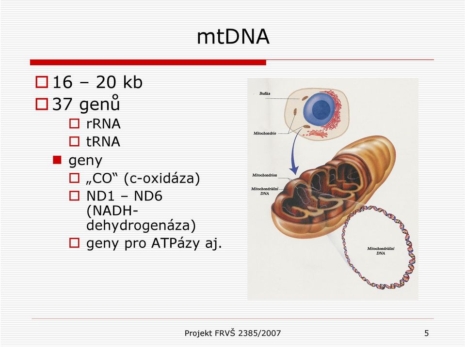 (NADHdehydrogenáza) geny pro
