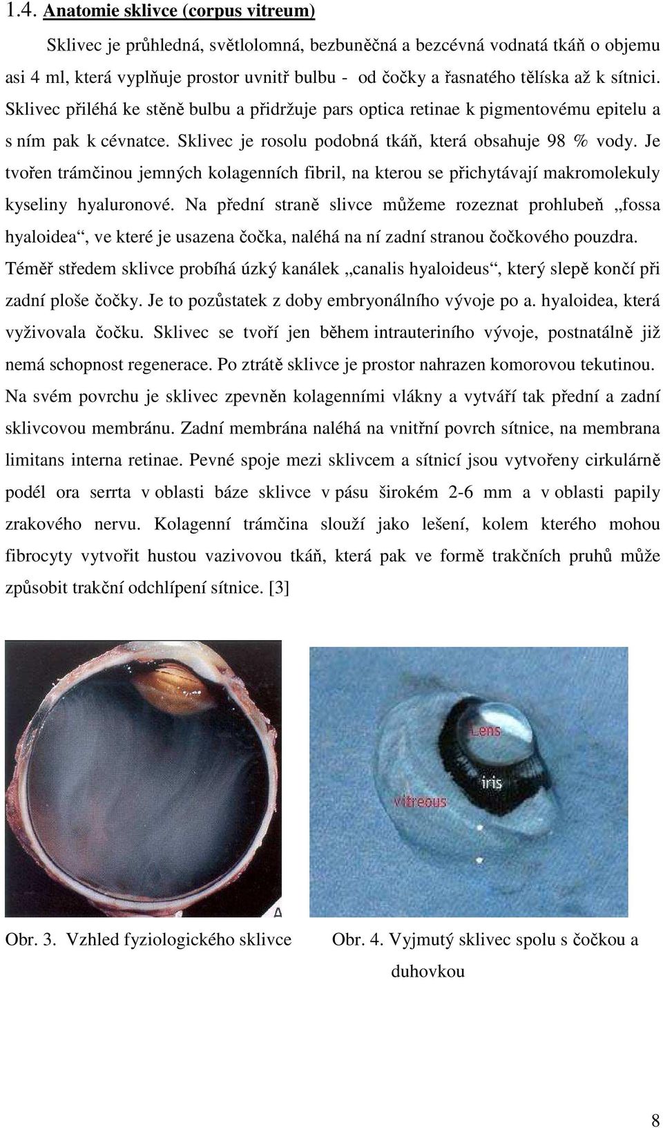 Je tvořen trámčinou jemných kolagenních fibril, na kterou se přichytávají makromolekuly kyseliny hyaluronové.