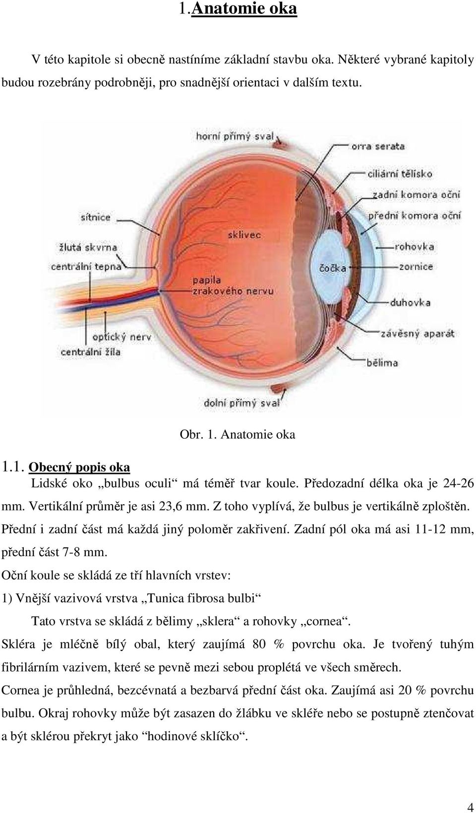 Zadní pól oka má asi 11-12 mm, přední část 7-8 mm. Oční koule se skládá ze tří hlavních vrstev: 1) Vnější vazivová vrstva Tunica fibrosa bulbi Tato vrstva se skládá z bělimy sklera a rohovky cornea.