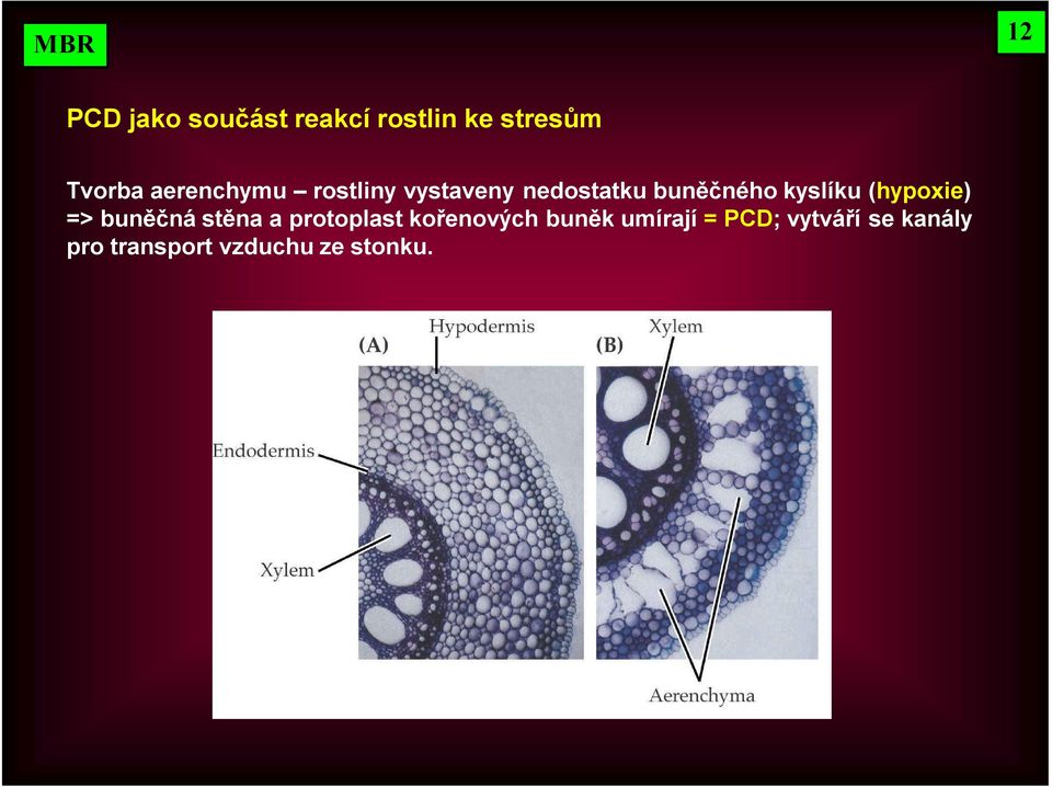 (hypoxie) => buněčná stěna a protoplast kořenových buněk