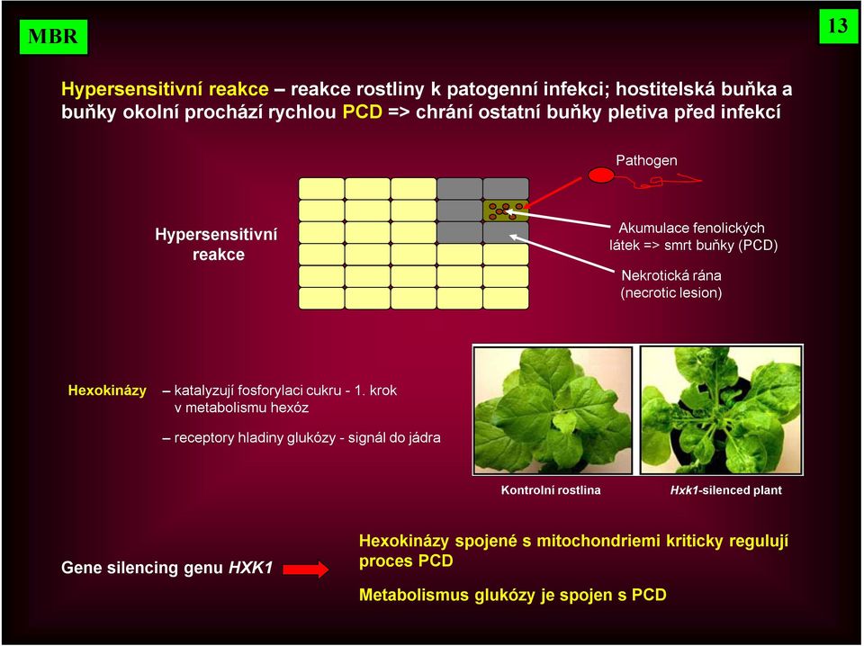 lesion) Hexokinázy katalyzují fosforylaci cukru - 1.