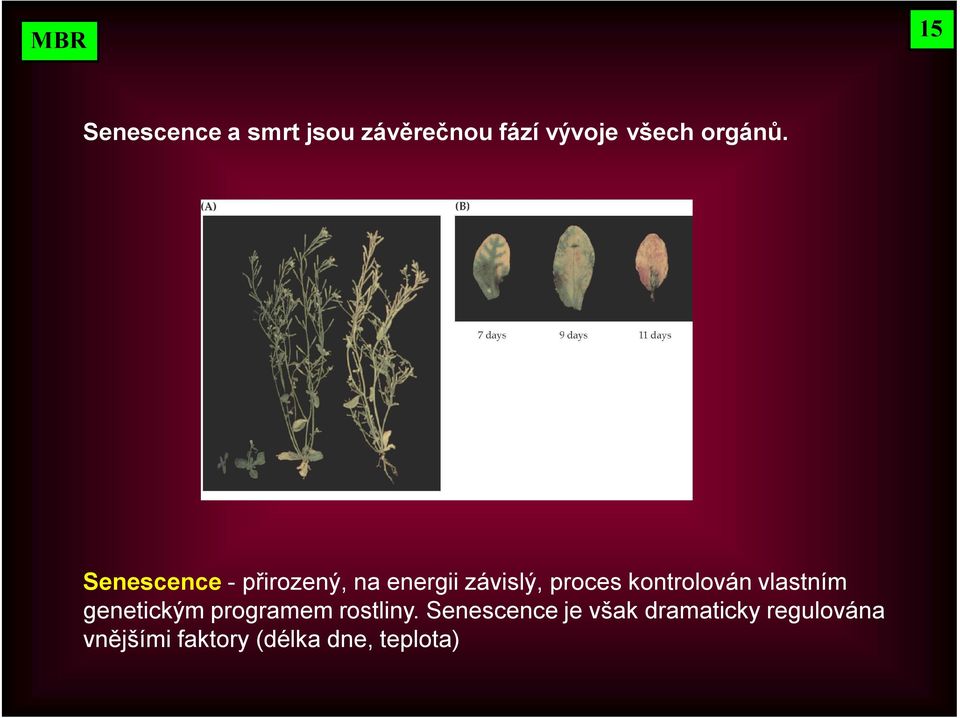 Senescence - přirozený, na energii závislý, proces