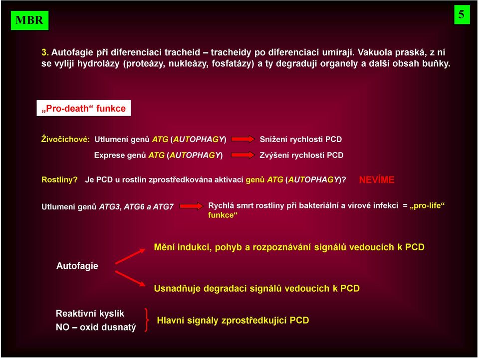 Pro-death funkce Živočichové: Utlumení genů ATG (AUTOPHAGY) Exprese genů ATG (AUTOPHAGY) Snížení rychlosti PCD Zvýšení rychlosti PCD Rostliny?