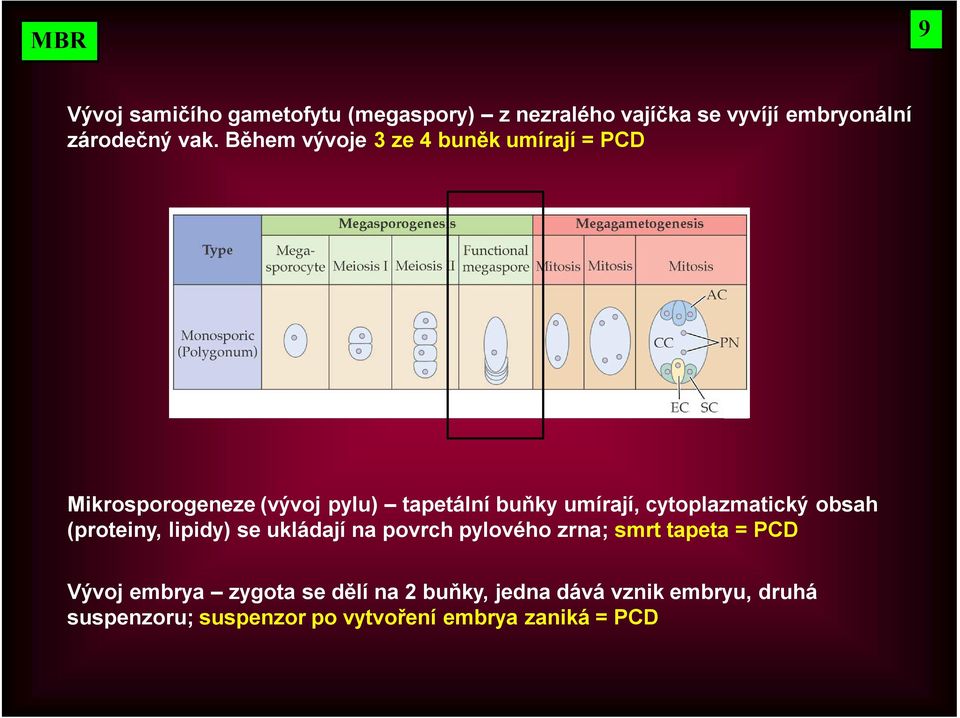 cytoplazmatický obsah (proteiny, lipidy) se ukládají na povrch pylového zrna; smrt tapeta = PCD Vývoj