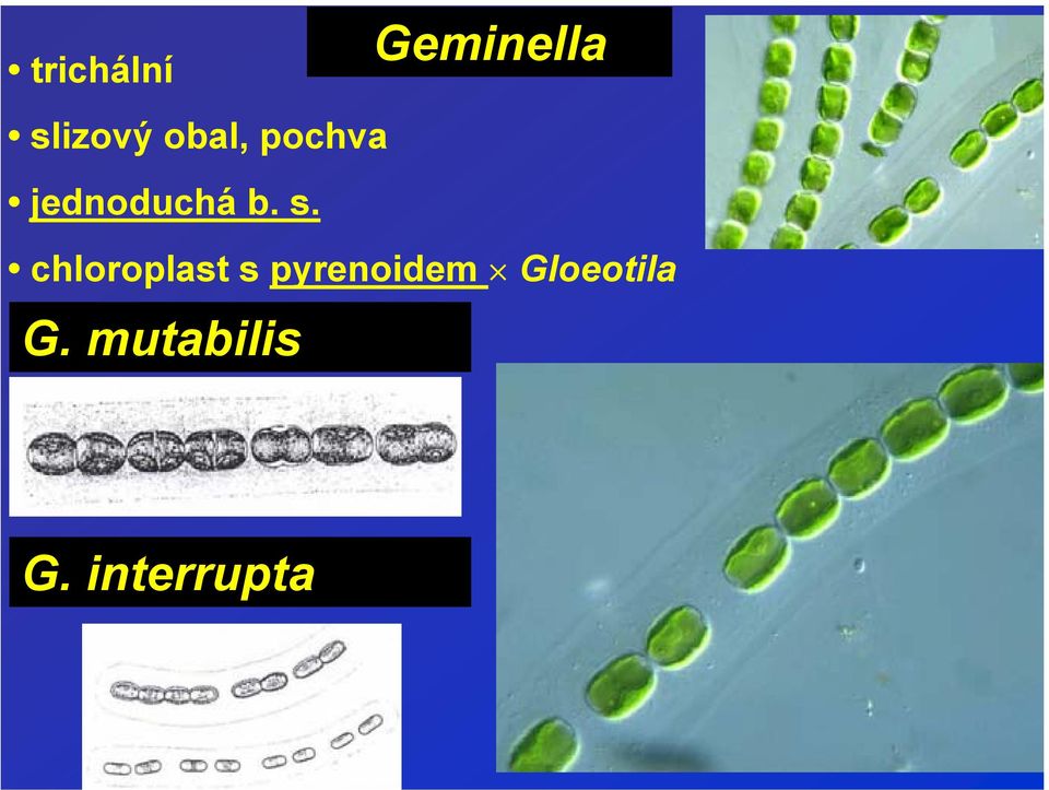 chloroplast s pyrenoidem