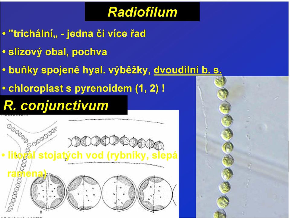 výběžky, dvoudílní b. s.