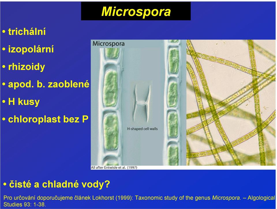 Pro určování doporučujeme článek Lokhorst (1999):