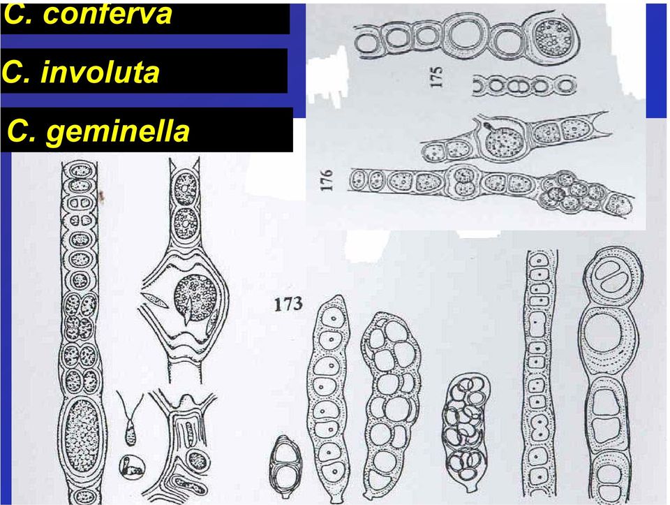 involuta 