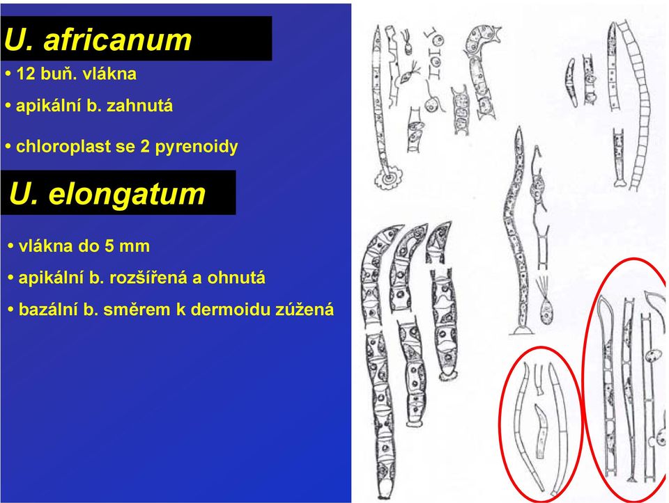 elongatum vlákna do 5 mm apikální b.