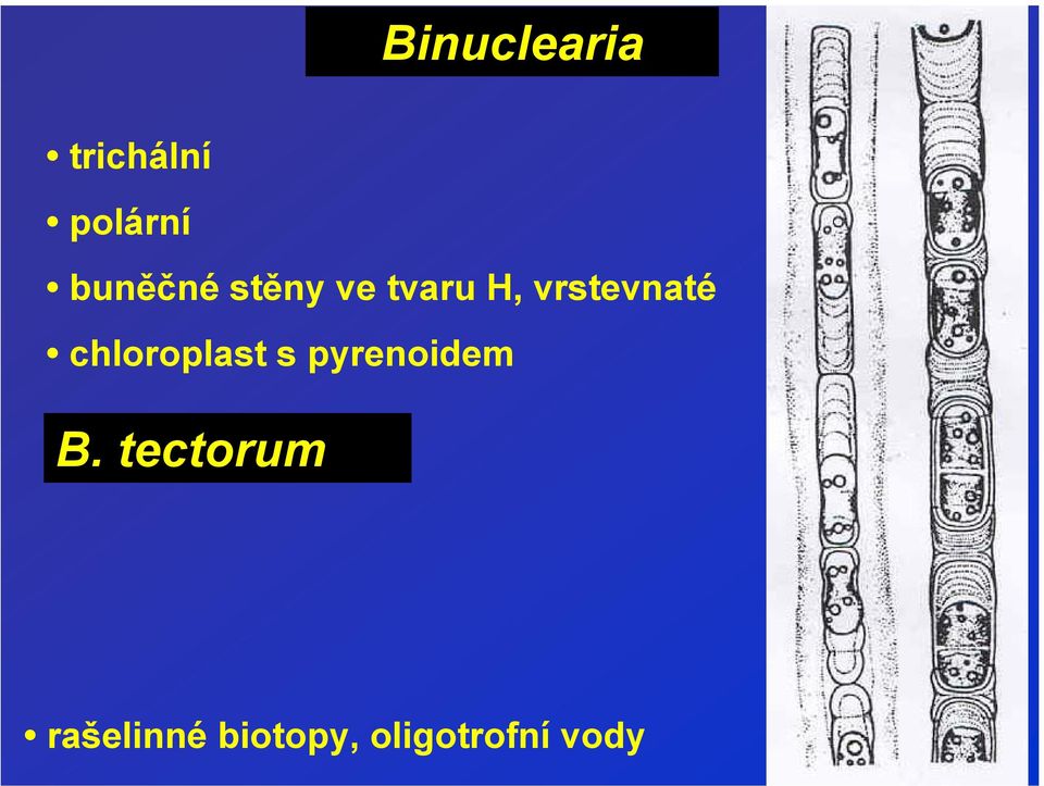 vrstevnaté chloroplast s