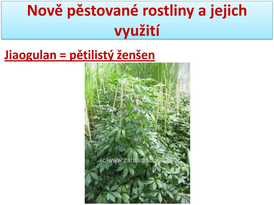 pětilistý