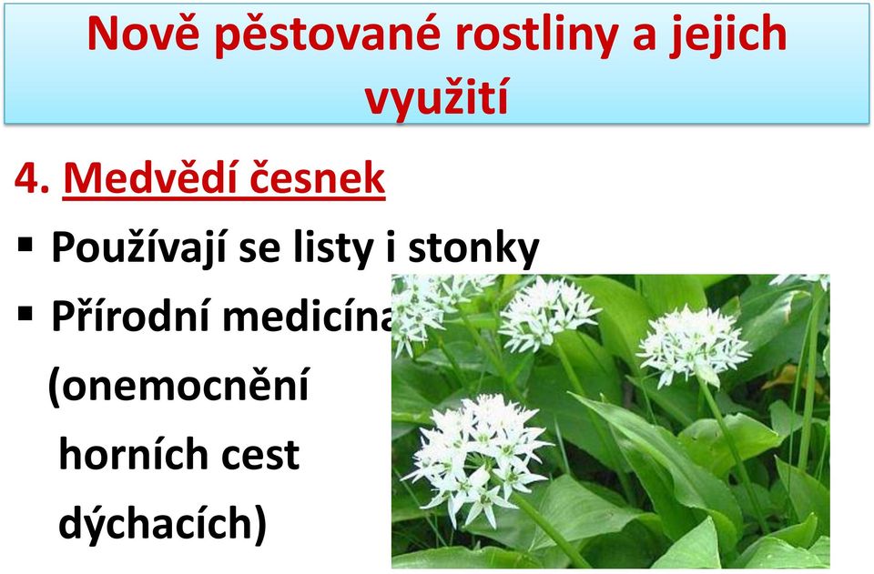 stonky Přírodní medicína