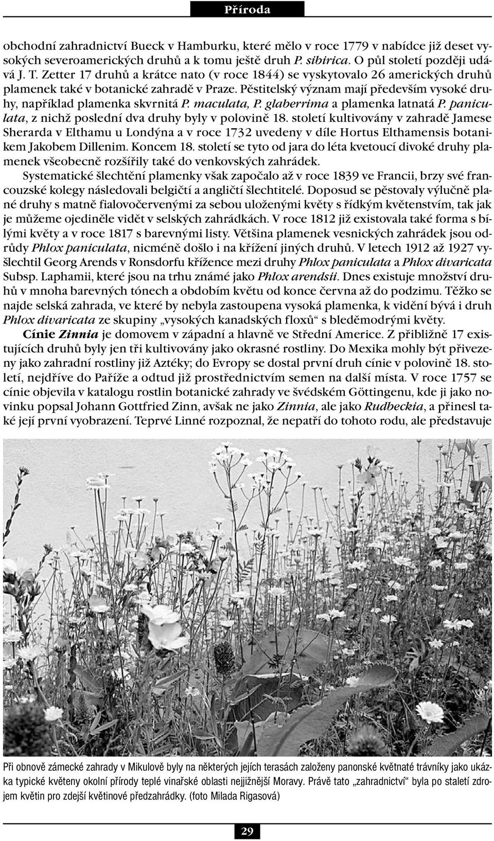 maculata, P. glaberrima a plamenka latnatá P. paniculata, z nichž poslední dva druhy byly v polovině 18.