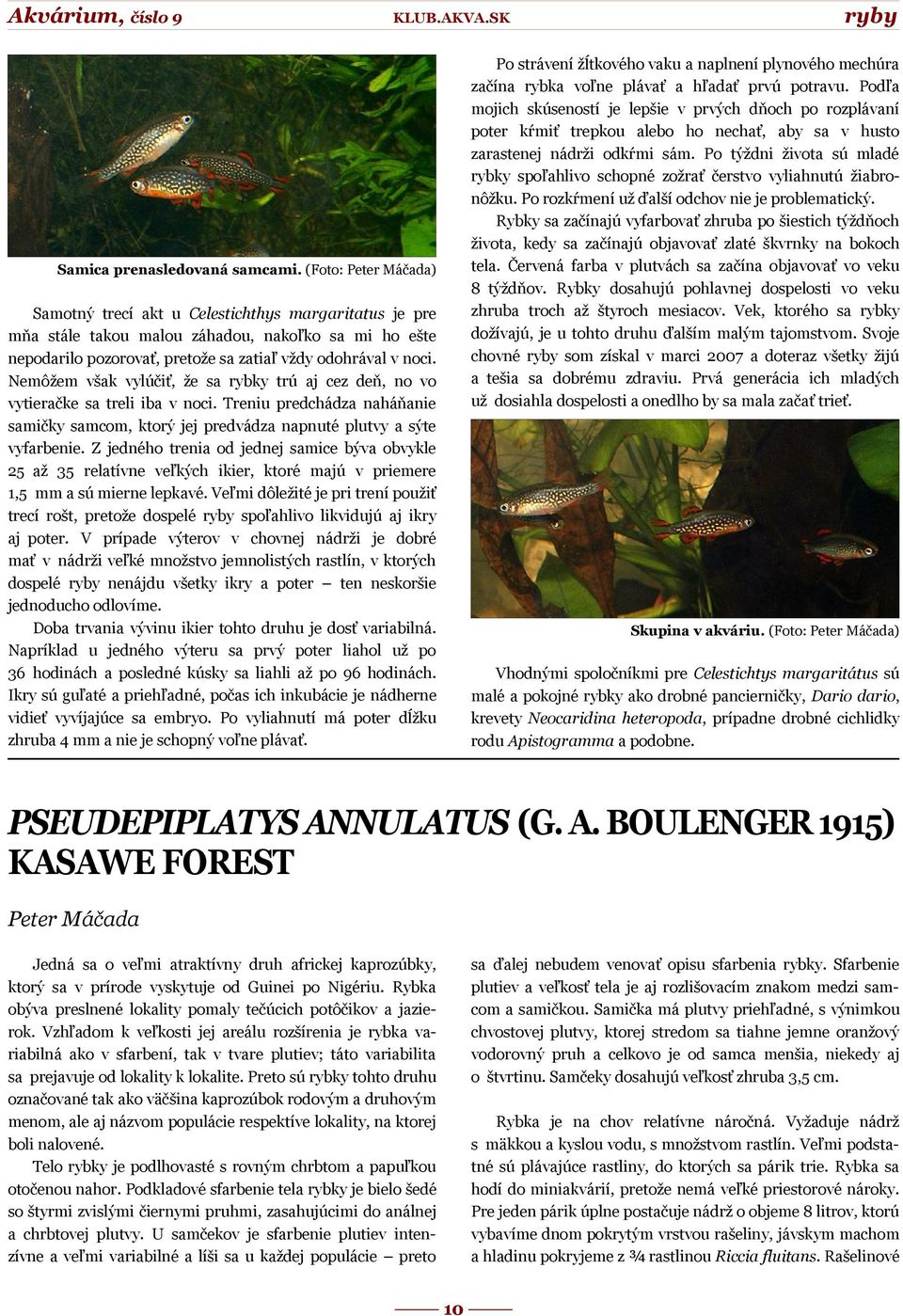 Po týždni života sú mladé rybky spoľahlivo schopné zožrať čerstvo vyliahnutú žiabronôžku. Po rozkŕmení už ďalší odchov nie je problematický.