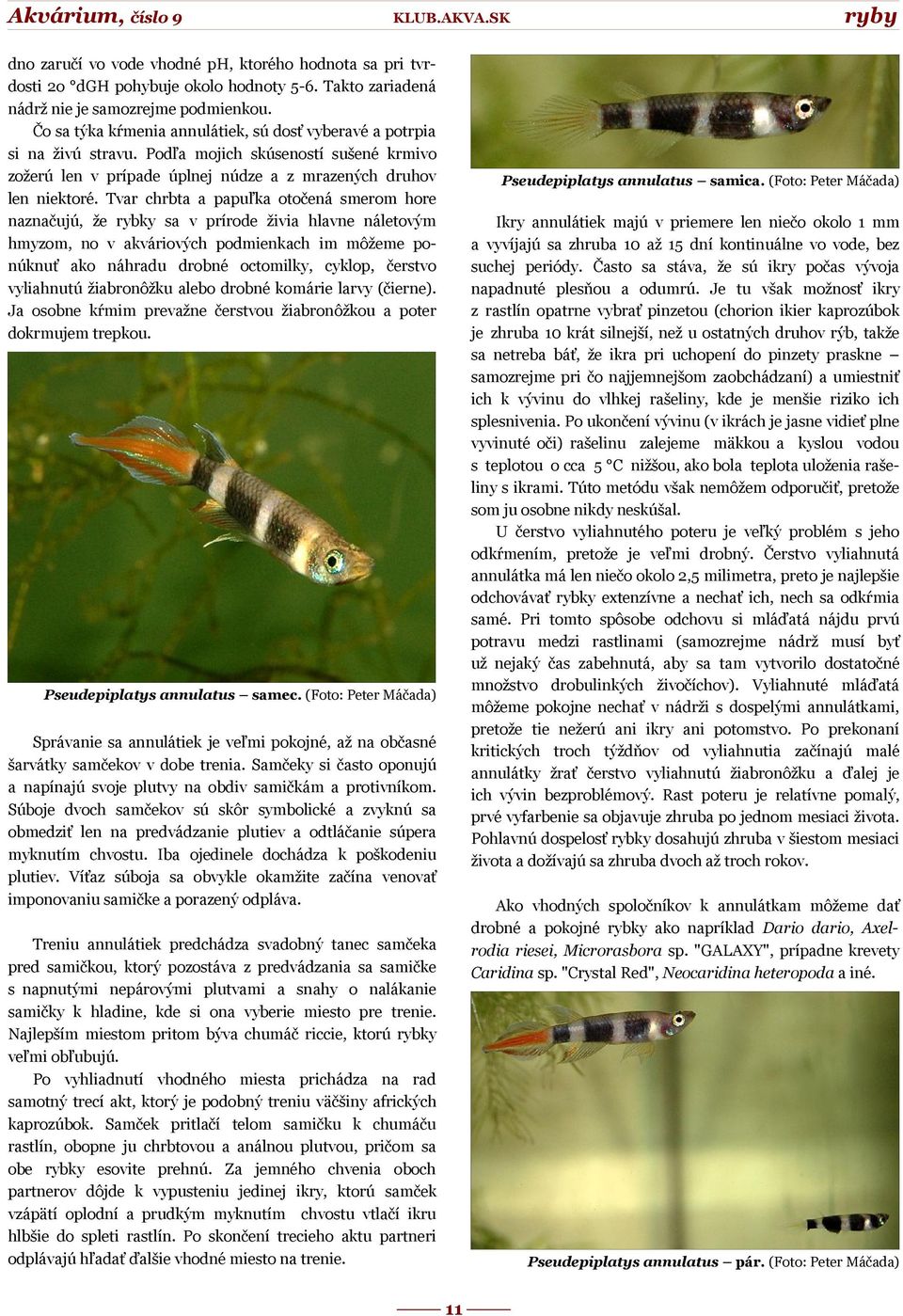 Tvar chrbta a papuľka otočená smerom hore naznačujú, že rybky sa v prírode živia hlavne náletovým hmyzom, no v akváriových podmienkach im môžeme ponúknuť ako náhradu drobné octomilky, cyklop, čerstvo