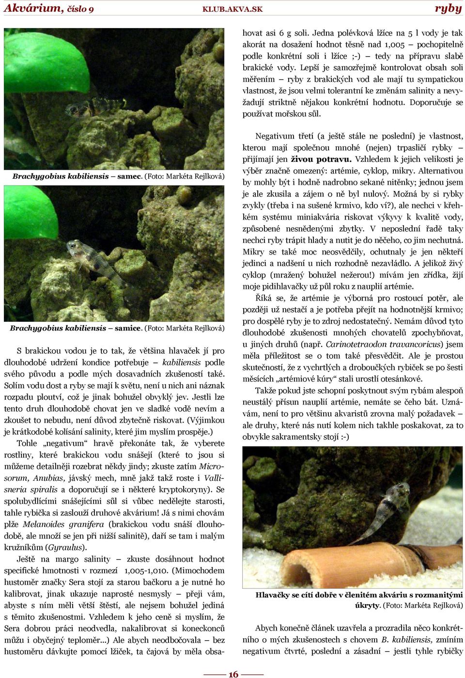 Doporučuje se používat mořskou sůl. Negativum třetí (a ještě stále ne poslední) je vlastnost, kterou mají společnou mnohé (nejen) trpasličí rybky přijímají jen živou potravu.