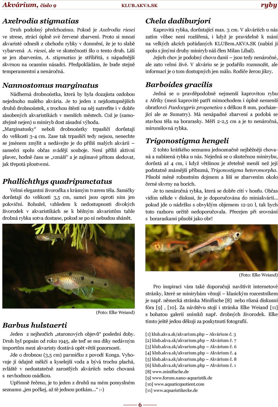 stigmatias je stříbřitá, s nápadnější skvrnou na ocasním násadci. Předpokládám, že bude stejně temperamentní a nenáročná. Kaprovitá rybka, dorůstající ma. 3 cm.