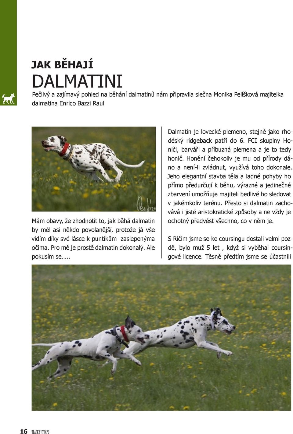 . Dalmatin je lovecké plemeno, stejně jako rhodéský ridgeback patří do 6. FCI skupiny Honiči, barváři a příbuzná plemena a je to tedy honič.