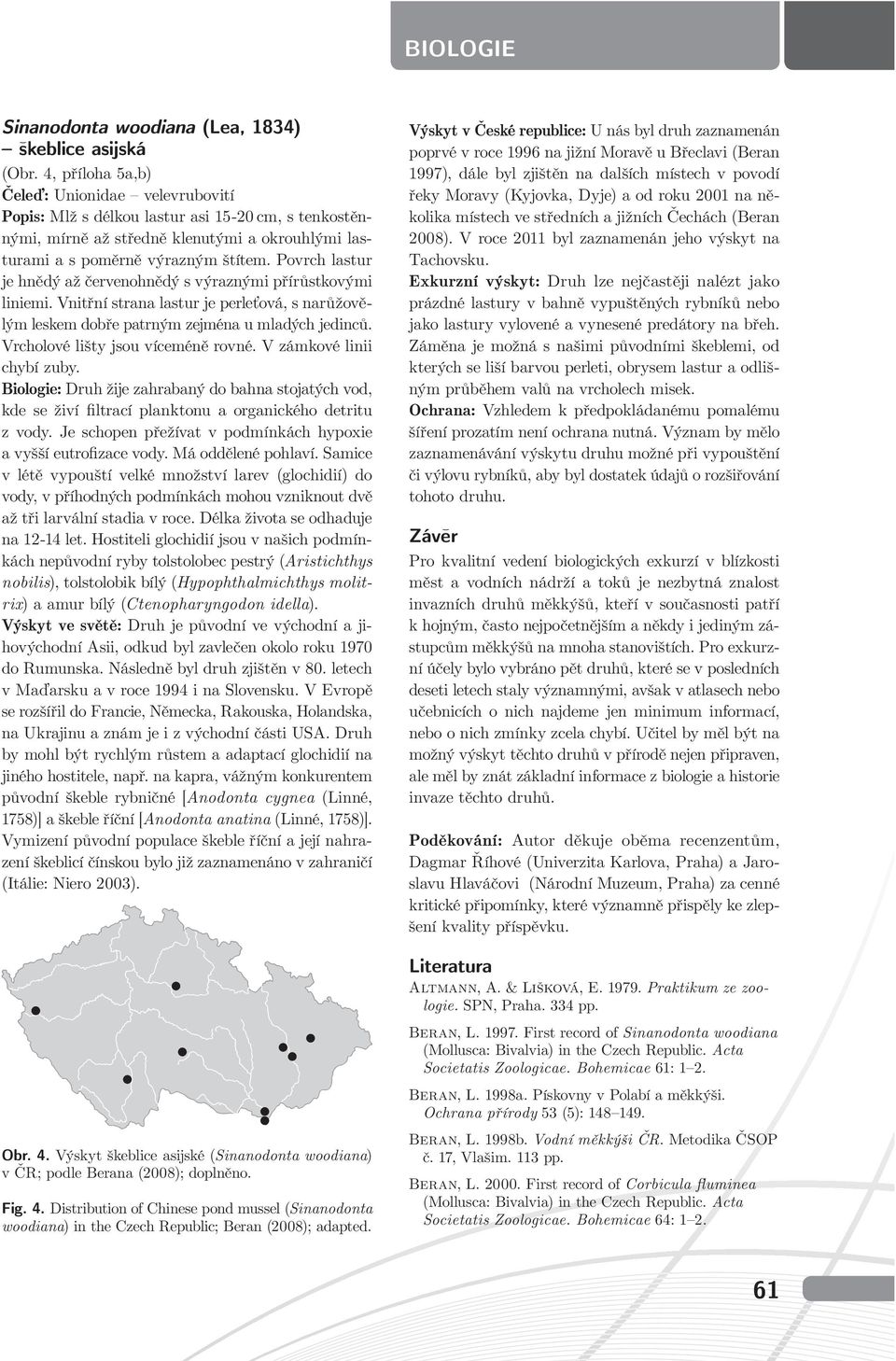 Povrch lastur je hnědý až červenohnědý s výraznými přírůstkovými liniemi. Vnitřní strana lastur je perleťová, s narůžovělým leskem dobře patrným zejména u mladých jedinců.