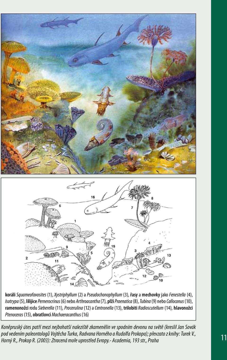 Ptenoceras (15), obratlovci Machaeracanthus (16) Koněpruský útes patří mezi nejbohatší naleziště zkamenělin ve spodním devonu na světě (kreslil Jan Sovák pod vedením