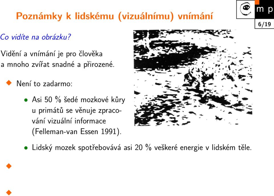 Není to zadarmo: Asi 50 % šedé mozkové kůry u primátů se věnuje zpracování vizuální informace (Felleman-van Essen 1991).