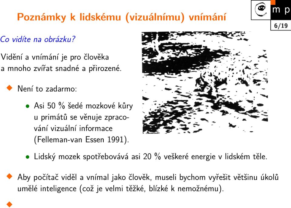 Není to zadarmo: Asi 50 % šedé mozkové kůry u primátů se věnuje zpracování vizuální informace (Felleman-van Essen 1991).