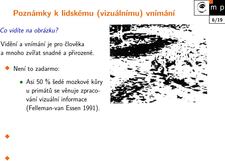 Není to zadarmo: Asi 50 % šedé mozkové kůry u primátů se věnuje zpracování vizuální informace (Felleman-van Essen 1991).