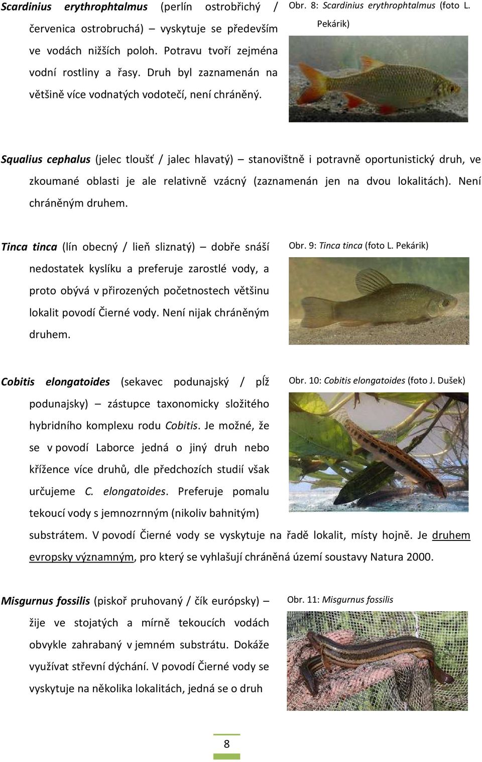 Pekárik) Squalius cephalus (jelec tloušť / jalec hlavatý) stanovištně i potravně oportunistický druh, ve zkoumané oblasti je ale relativně vzácný (zaznamenán jen na dvou lokalitách).