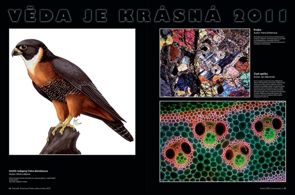 Velké kulaté otvory jsou cévy xylemu (dřeva), jimiž je rostlinou rozváděna voda a minerální látky z kořenů vzhůru do zbytku rostliny.