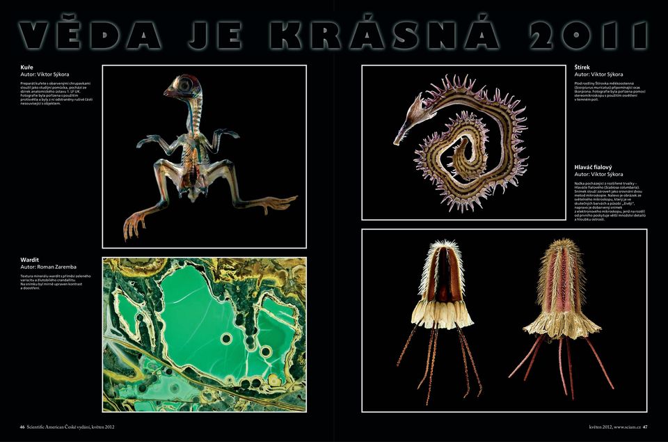 Štírek Plod rostliny Štírovka měkkoostenná (Scorpiurus muricatus) připomínající ocas škorpiona. Fotografie byla pořízena pomocí stereomikroskopu s použitím osvětlení v temném poli.