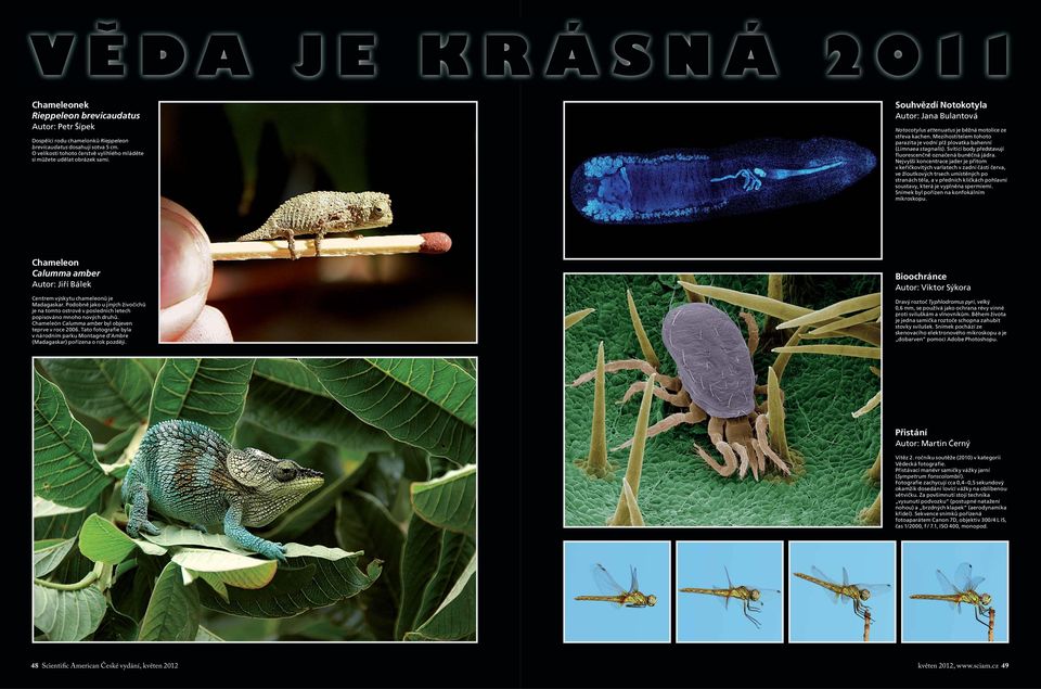 Mezihostitelem tohoto parazita je vodní plž plovatka bahenní (Limnaea stagnalis). Svítící body představují fluorescenčně označená buněčná jádra.