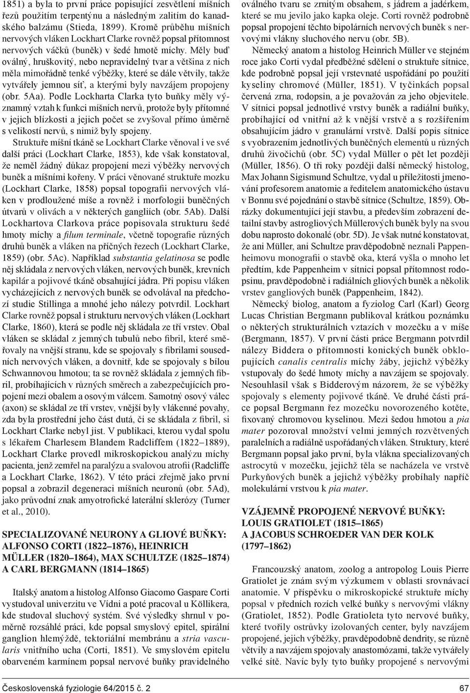 Měly buď oválný, hruškovitý, nebo nepravidelný tvar a většina z nich měla mimořádně tenké výběžky, které se dále větvily, takže vytvářely jemnou síť, a kterými byly navzájem propojeny (obr. 5Aa).