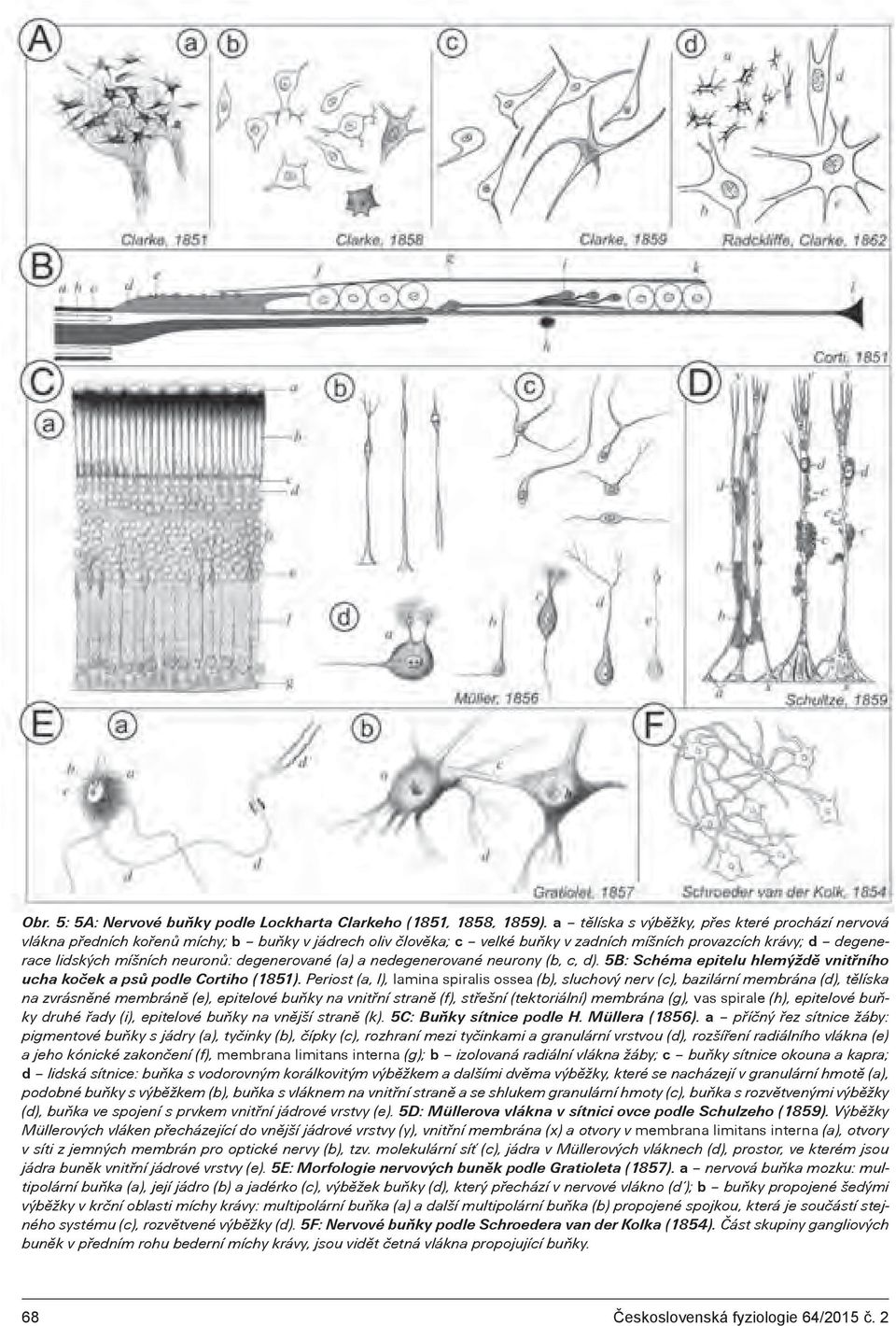 degenerované (a) a nedegenerované neurony (b, c, d). 5B: Schéma epitelu hlemýždì vnitøního ucha koèek a psù podle Cortiho (1851).