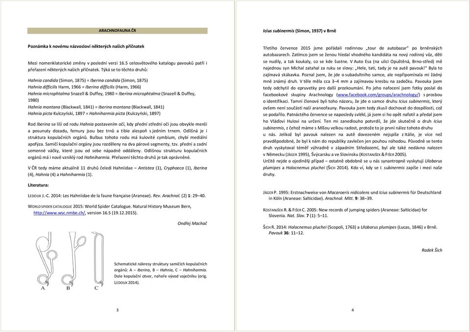 Týká se to těchto druhů: Hahnia candida (Simon, 1875) = Iberina candida (Simon, 1875) Hahnia difficilis Harm, 1966 = Iberina difficilis (Harm, 1966) Hahnia microphtalma Snazell & Duffey, 1980 =