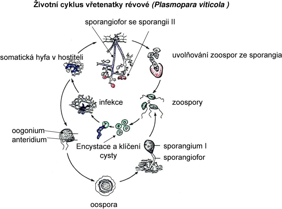 uvolňování zoospor ze sporangia infekce zoospory oogonium