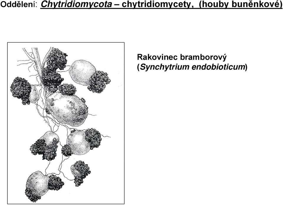 buněnkové) Rakovinec