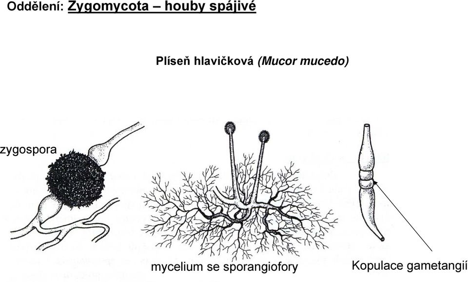 (Mucor mucedo) zygospora