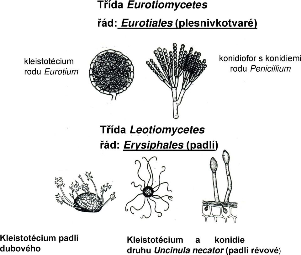 Penicillium Třída Leotiomycetes řád: Erysiphales (padlí)