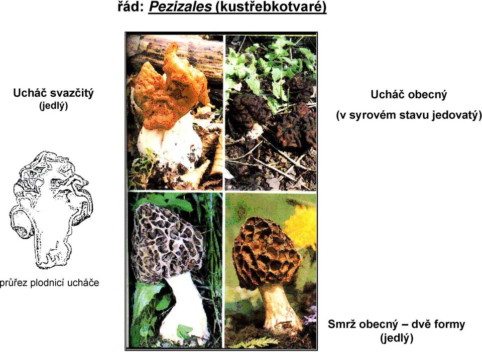 (v syrovém stavu jedovatý) průřez