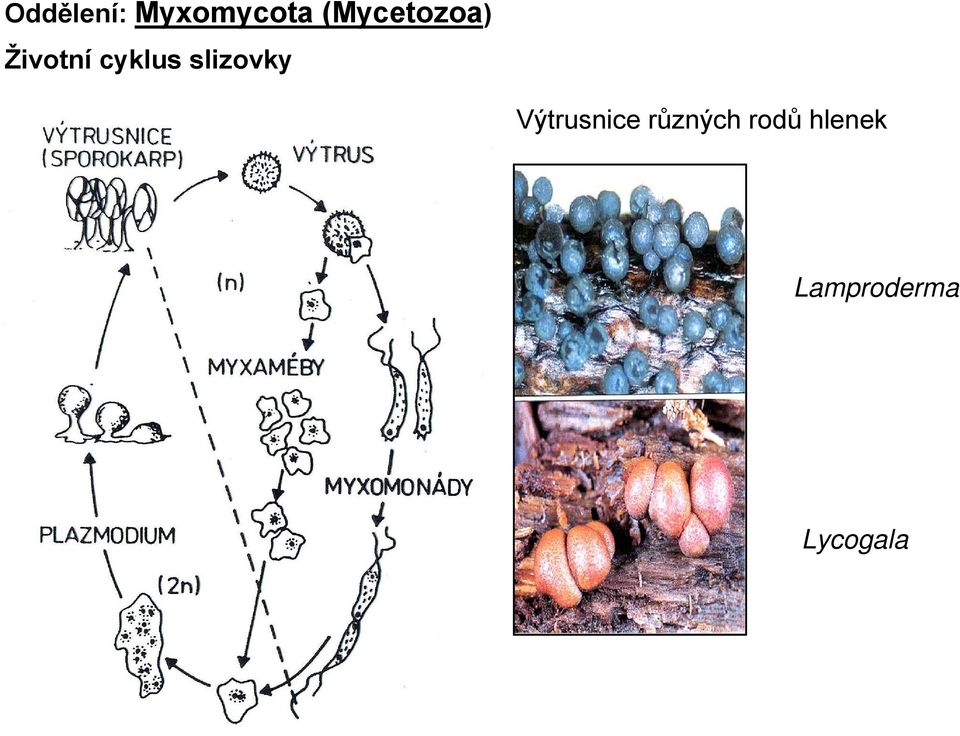 slizovky Výtrusnice