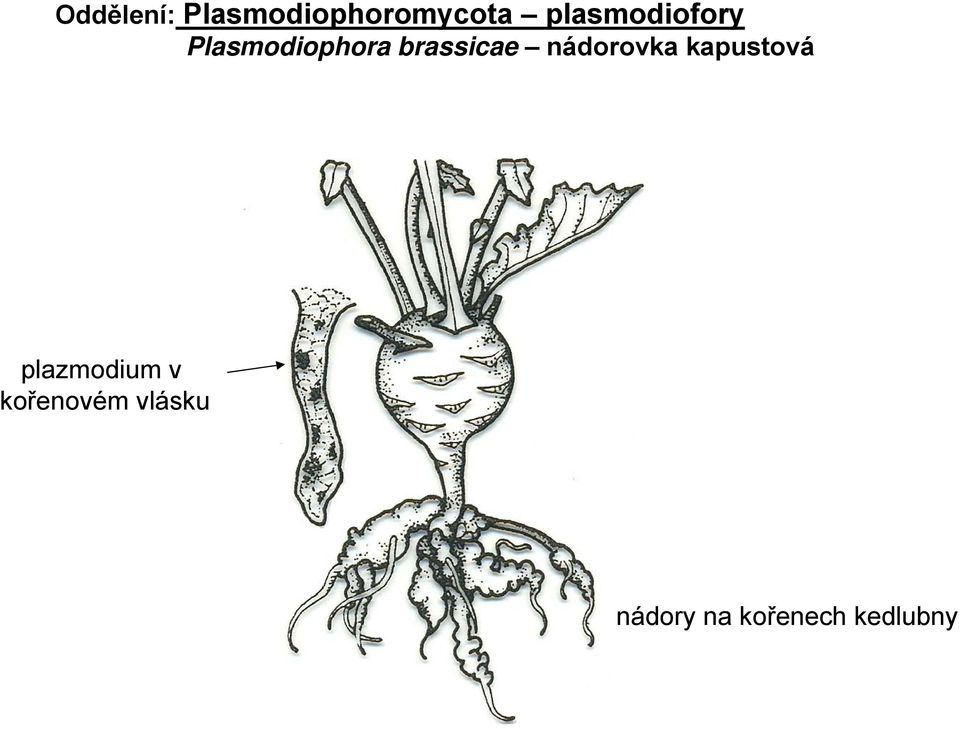 brassicae nádorovka kapustová